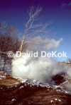Steam and Tree, 3/9/1984